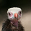 White-headed Vulture