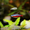 Cardinal Tetra (紅蓮燈, 新燈)