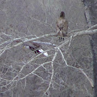 Eagle (bald and golden)
