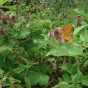Silver-washed fritillary
