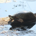 Painted Turtle