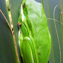 Green Tree Frog 