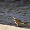 Killdeer