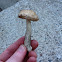 Common birch bolete