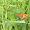 Meadow Brown