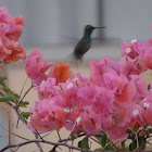 Blue-tailed Emerald
