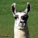 Llama