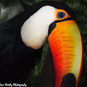 Toco Toucan