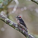 Downy woodpecker
