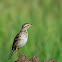 Paddyfield Pipit