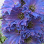 Delphinium