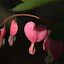 Bleeding Heart