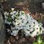 White Azalea