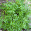 Parsley