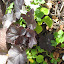 Obsidian Coral Bells
