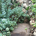 Succulent