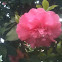 Camellia