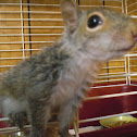 Eastern Gray Squirrel