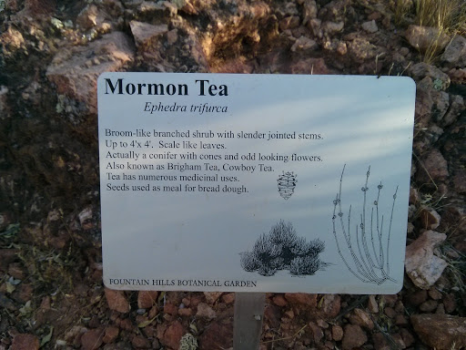 FHBG Mormon Tea Exhibit