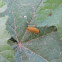 Weevil