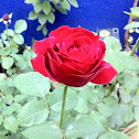 Rosa