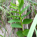Starry False Solomon's Seal