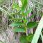 Starry False Solomon's Seal