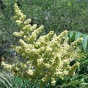 Sumac
