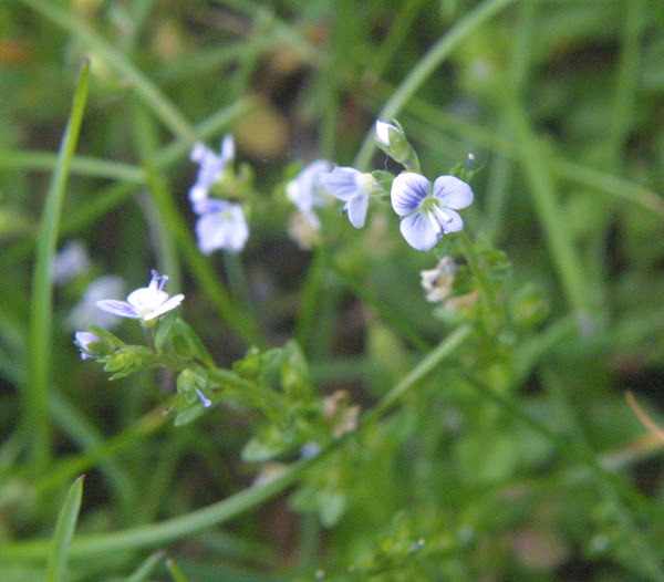 Thymeleaved Speedwell Project Noah