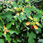 Fireplant