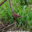 Dunnock