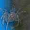 Sand Crab