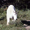Mountain Goat