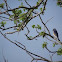 Eastern Bluebird