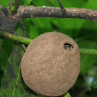 Wasp Nest