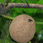 Wasp Nest