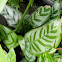 calathea, prayer plant