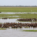 White-faced Whistling Duck