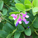 Beach Pea