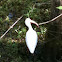 White Ibis