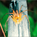 Lynx Spider