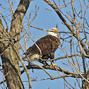 Adult Bald Eagle