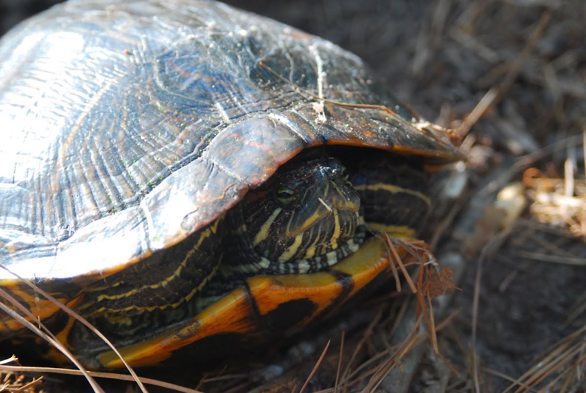 Red Eared Slider