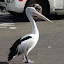 A pelican at the Sydney Fish Market