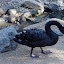 A black swan