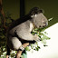 Charlie the posing koala