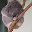 This sleeping koala looks like a ball =)