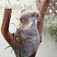 A koala eating eucalyptus leaves