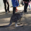 A kangaroo