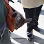 A baby wallaby just outside Featherdale Wildlife Park